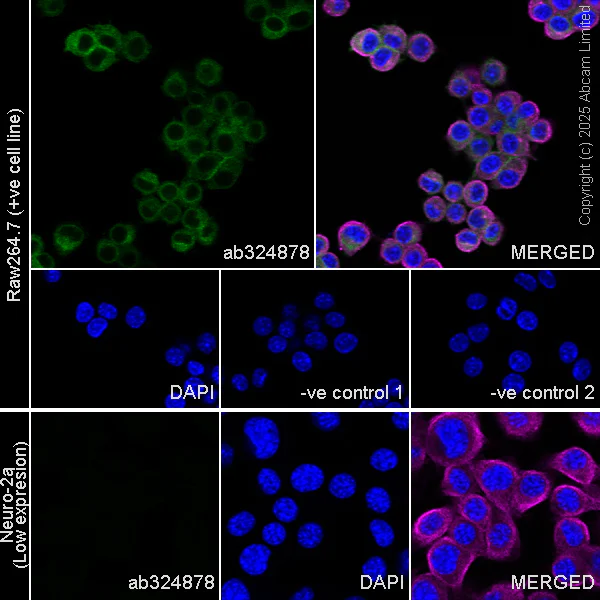 Immunocytochemistry/ Immunofluorescence - Anti-CD18 antibody [RM1357] (AB325521)