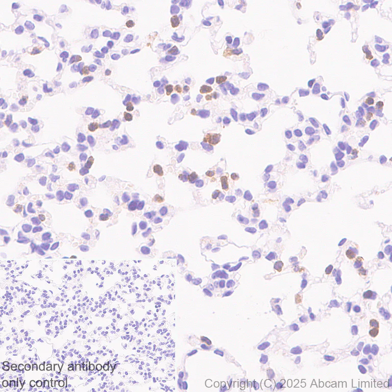 Immunohistochemistry (Formalin/PFA-fixed paraffin-embedded sections) - Anti-CD18 antibody [RM1357] (AB325521)