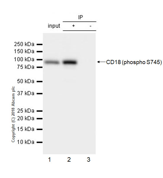 Immunoprecipitation - Anti-CD18 (phospho S745) antibody [EP1288Y] (AB52920)