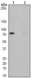 Western blot - Anti-CD18 (phospho S745) antibody [EP1288Y] (AB52920)