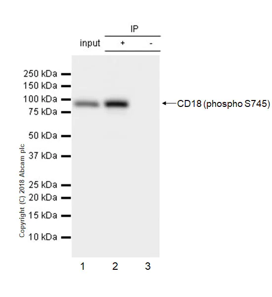 Immunoprecipitation - Anti-CD18 (phospho S745) antibody [EP1288Y] - BSA and Azide free (AB232579)