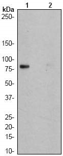 Western blot - Anti-CD18 (phospho S745) antibody [EP1288Y] - BSA and Azide free (AB232579)