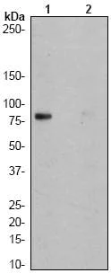 Western blot - Anti-CD18 (phospho S745) antibody [EP1288Y] - BSA and Azide free (AB232579)