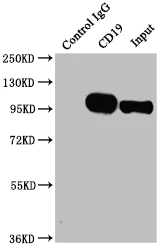 Immunoprecipitation - Anti-CD19 antibody [4C7] (AB288365)