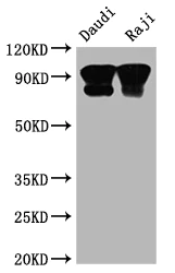 Western blot - Anti-CD19 antibody [4C7] (AB288365)