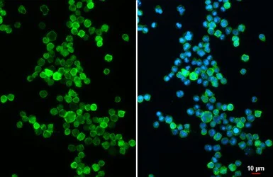 Immunocytochemistry/ Immunofluorescence - Anti-CD19 antibody (AB227019)