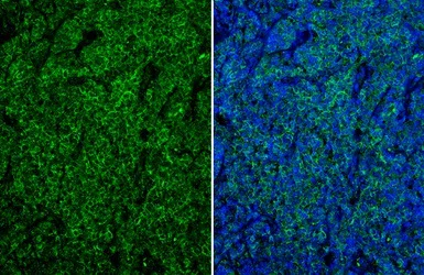 Immunohistochemistry (Formalin/PFA-fixed paraffin-embedded sections) - Anti-CD19 antibody (AB227019)