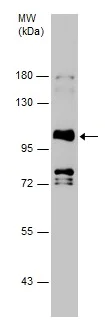 Western blot - Anti-CD19 antibody (AB227019)