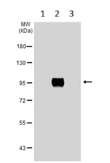Western blot - Anti-CD19 antibody (AB227019)