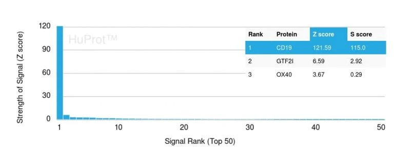 Protein Array - Anti-CD19 antibody [CD19/3117] (AB270715)
