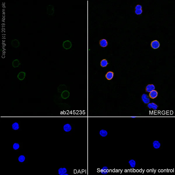 Immunocytochemistry/ Immunofluorescence - Anti-CD19 antibody [EPR23174-145] (AB245235)