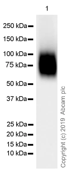 Western blot - Anti-CD19 antibody [EPR23174-145] (AB245235)