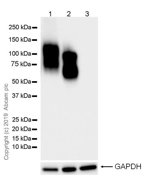 Western blot - Anti-CD19 antibody [EPR23174-145] (AB245235)