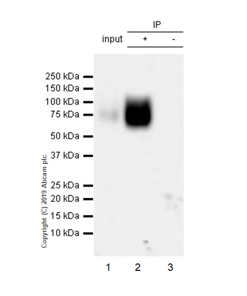 Immunoprecipitation - Anti-CD19 antibody [EPR23174-145] - BSA and Azide free (AB267394)