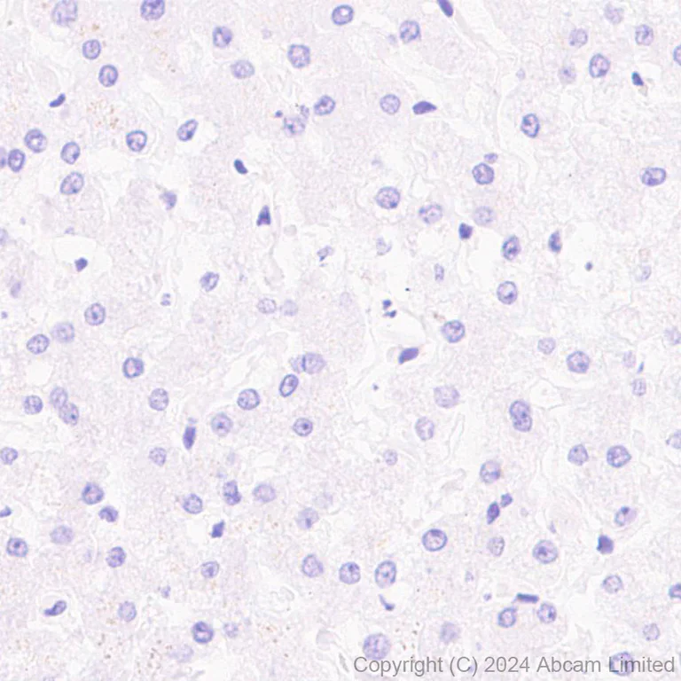 Immunohistochemistry (Formalin/PFA-fixed paraffin-embedded sections) - Anti-CD19 antibody [EPR28949-559] - BSA and Azide free (AB320736)