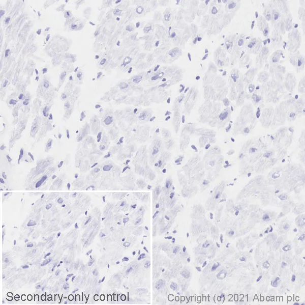 Immunohistochemistry (Frozen sections) - Anti-CD19 antibody [EPR5906] (AB134114)