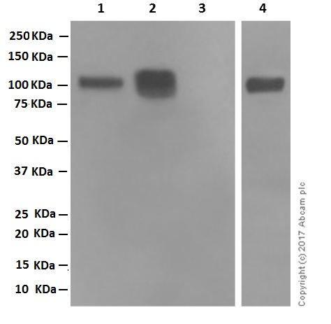 Western blot - Anti-CD19 antibody [EPR5906] (AB134114), expandable thumbnail