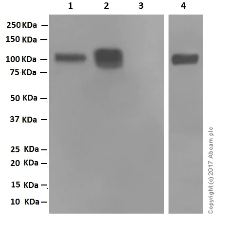 Western blot - Anti-CD19 antibody [EPR5906] (AB134114)