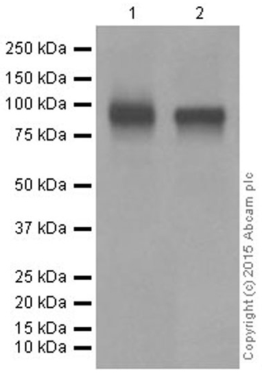 Western blot - Anti-CD19 antibody [EPR5906] (AB134114), expandable thumbnail