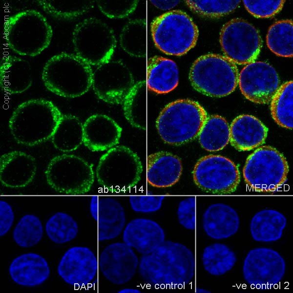 Immunocytochemistry/ Immunofluorescence - Anti-CD19 antibody [EPR5906] - BSA and Azide free (AB271904), expandable thumbnail