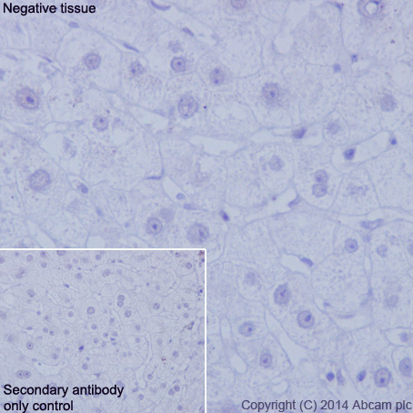 Immunohistochemistry (Formalin/PFA-fixed paraffin-embedded sections) - Anti-CD19 antibody [EPR5906] - BSA and Azide free (AB271904), expandable thumbnail