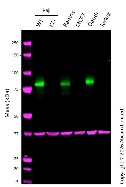 Western blot - Anti-CD19 antibody [EPR5906] - BSA and Azide free (AB271904)