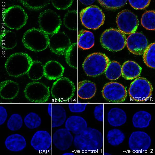 Immunocytochemistry/ Immunofluorescence - Anti-CD19 antibody [EPR5906] - Low endotoxin, Azide free (AB215382)