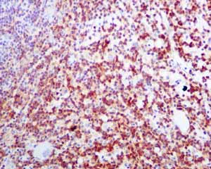 Immunohistochemistry (Formalin/PFA-fixed paraffin-embedded sections) - Anti-CD19 antibody [EPR5906] - Low endotoxin, Azide free (AB215382)