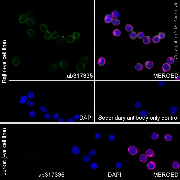 Immunocytochemistry/ Immunofluorescence - Anti-CD19 antibody [RM1166] - BSA and Azide free (AB317336)