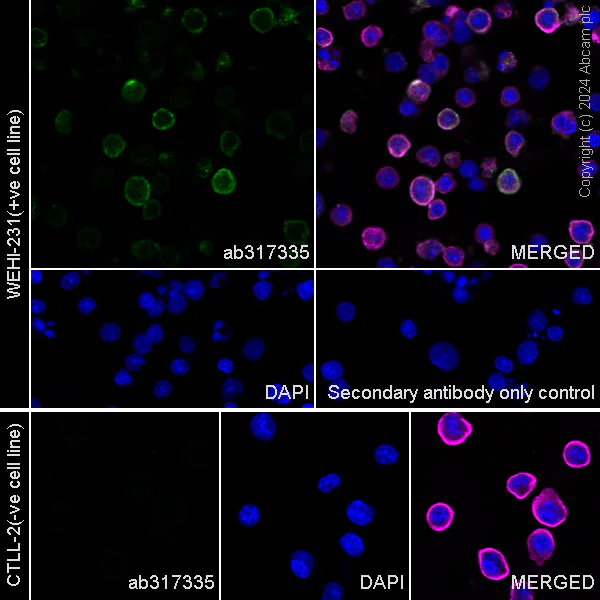Immunocytochemistry/ Immunofluorescence - Anti-CD19 antibody [RM1166] - BSA and Azide free (AB317336)