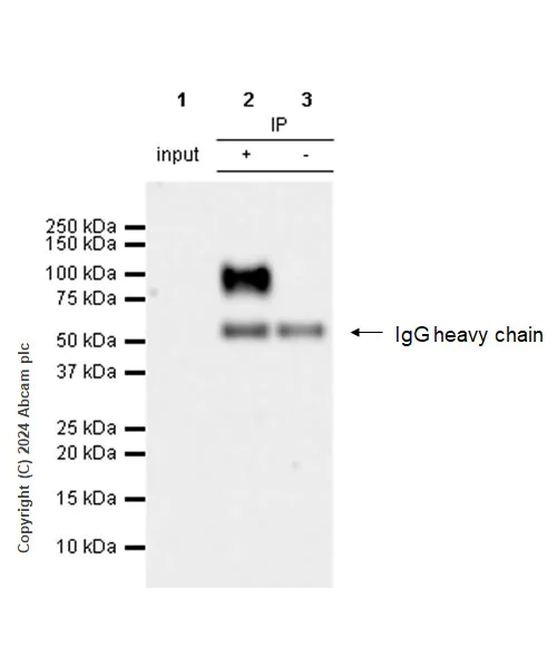 Immunoprecipitation - Anti-CD19 antibody [RM1166] - BSA and Azide free (AB317336)