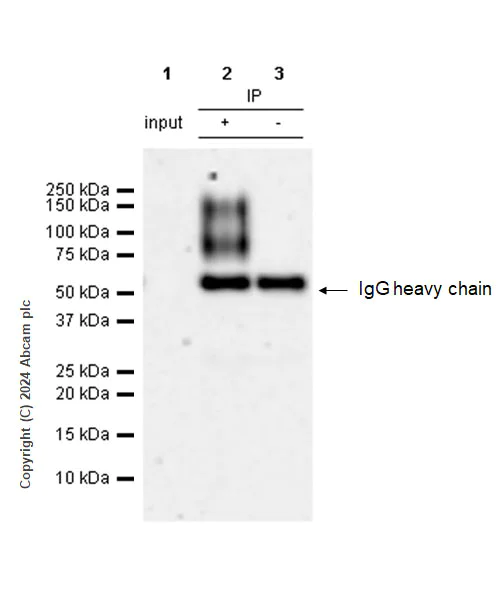 Immunoprecipitation - Anti-CD19 antibody [RM1166] - BSA and Azide free (AB317336)
