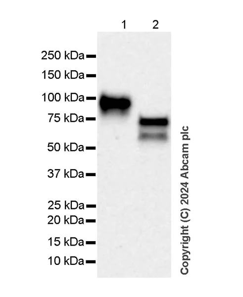 Western blot - Anti-CD19 antibody [RM1166] - BSA and Azide free (AB317336)