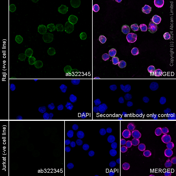 Immunocytochemistry/ Immunofluorescence - Anti-CD19 antibody [RM2072] (ab322345), expandable thumbnail