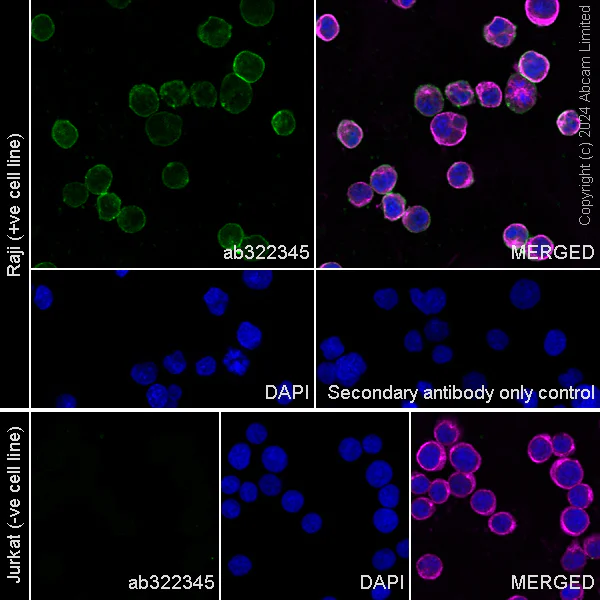 Immunocytochemistry/ Immunofluorescence - Anti-CD19 antibody [RM2072] (AB322345)