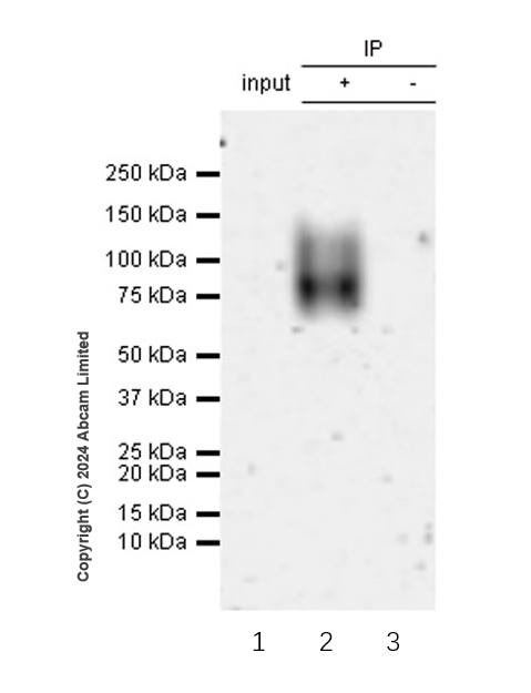 Immunoprecipitation - Anti-CD19 antibody [RM2072] (AB322345), expandable thumbnail