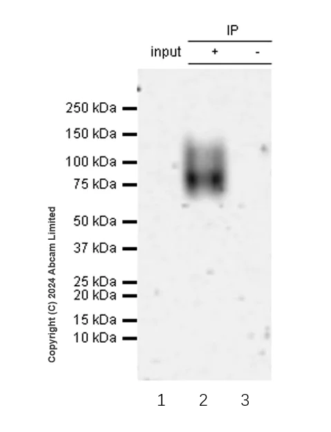 Immunoprecipitation - Anti-CD19 antibody [RM2072] (AB322345)
