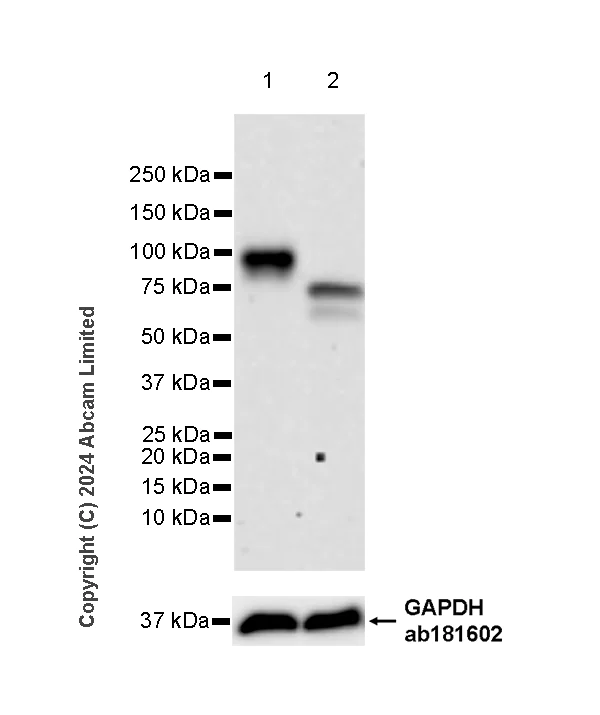 Western blot - Anti-CD19 antibody [RM2072] (AB322345)