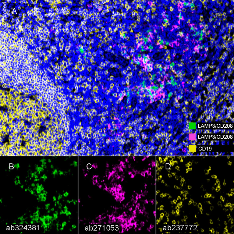 Multiplex immunohistochemistry - Anti-CD19 antibody [SP291] - BSA and Azide free (AB237772)