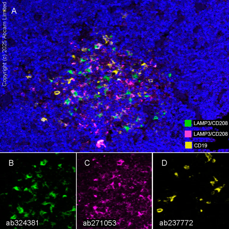 Multiplex immunohistochemistry - Anti-CD19 antibody [SP291] - BSA and Azide free (AB237772)