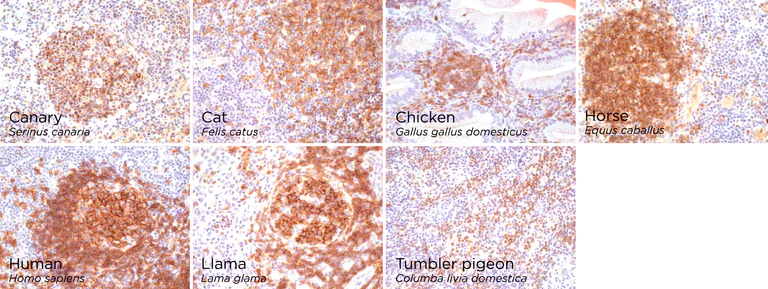 Immunohistochemistry (Formalin/PFA-fixed paraffin-embedded sections) - Anti-CD19 antibody [SP291] - C-terminal (AB227688)