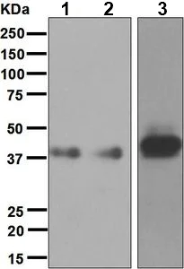 Western blot - Anti-CD1a antibody [EP3091] - BSA and Azide free (AB284760)