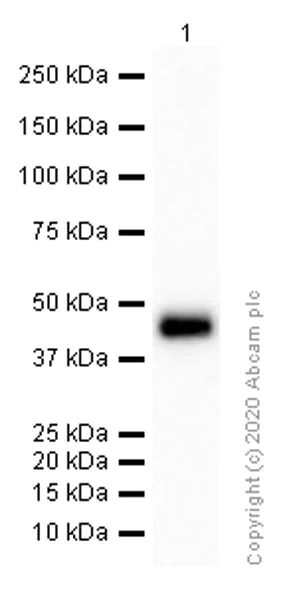 Western blot - Anti-CD1a antibody [EP3622] (AB108309)