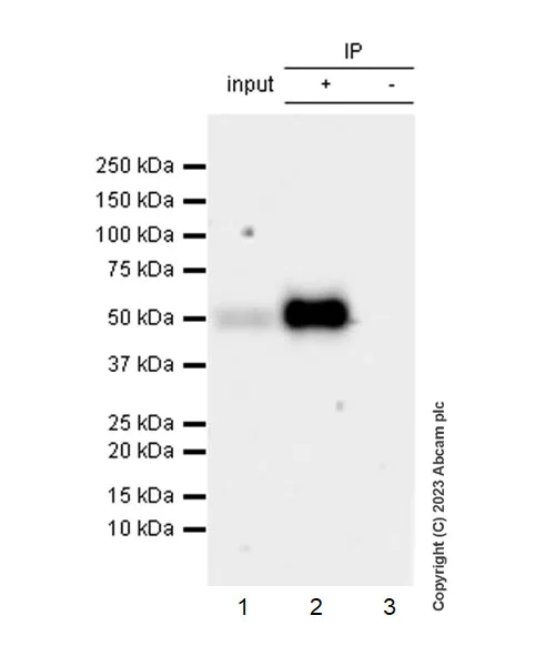 Immunoprecipitation - Anti-CD1a antibody [EPR26526-62] (AB313875)