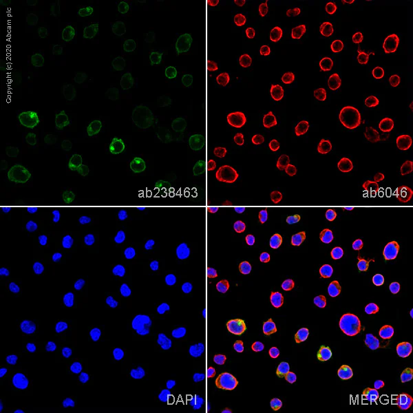 Immunocytochemistry/ Immunofluorescence - Anti-CD1a antibody [NA1/34] - BSA and Azide free (AB244579)