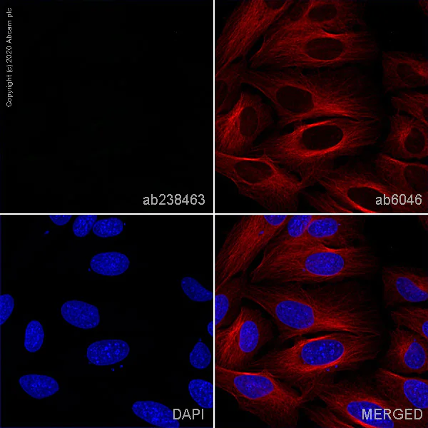 Immunocytochemistry/ Immunofluorescence - Anti-CD1a antibody [NA1/34] - BSA and Azide free (AB244579)