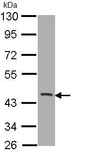 Western blot - Anti-CD1b antibody (AB96329)