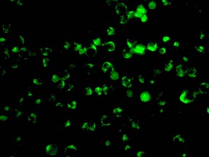 Immunocytochemistry/ Immunofluorescence - Anti-CD1b antibody [EP7251] (ab173576), expandable thumbnail