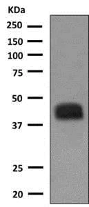 Western blot - Anti-CD1b antibody [EPR7252] - BSA and Azide free (AB248975)