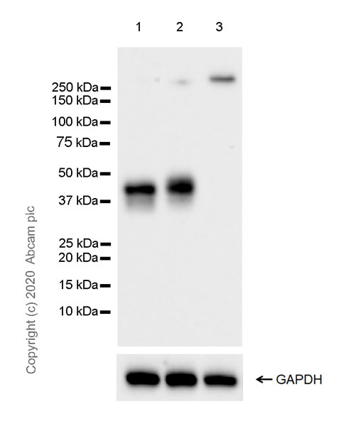 Western blot - Anti-CD1c antibody [EPR23189-196] (AB246520), expandable thumbnail